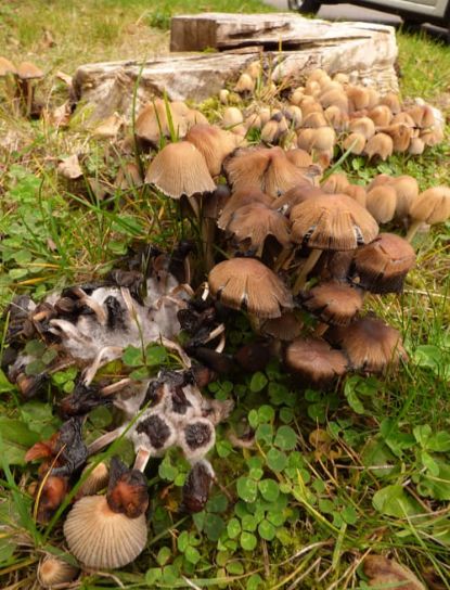 Coprinellus silvaticus on ash in Pitsea, UK.
